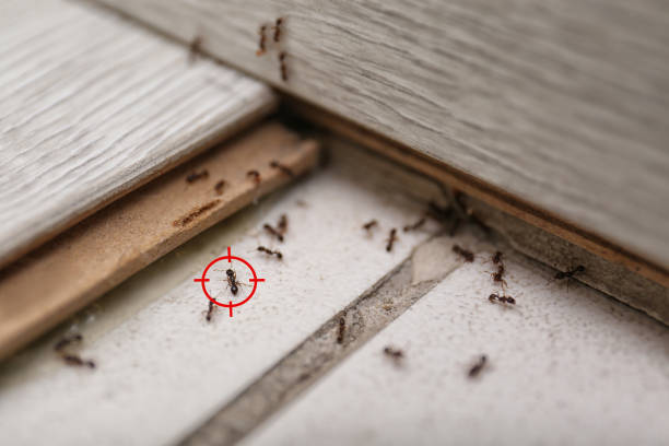 Best Residential Pest Control  in Nixon, TX