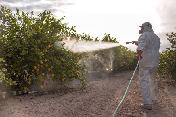 Best Flea Control Services  in Nixon, TX