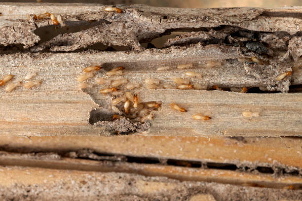 Best Pest Prevention Services  in Nixon, TX